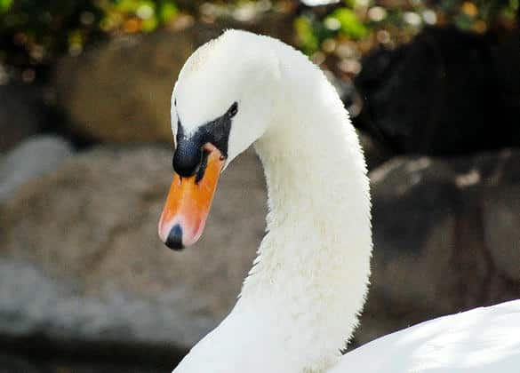 動物図鑑・コブハクチョウ